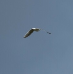Larus glaucescens × occidentalis