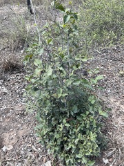 Alectryon subdentatus