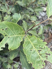 Alectryon subdentatus