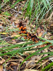 Gahnia aspera