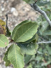 Alectryon subdentatus