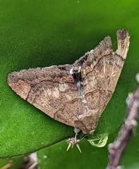 Achaea