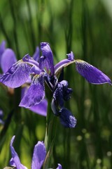 Iris versicolor