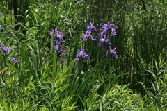 Iris versicolor