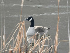 Branta