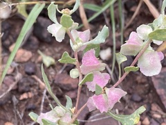 Atriplex lindleyi