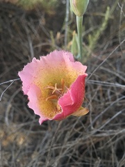 Calochortus plummerae