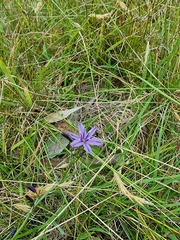 Caesia calliantha