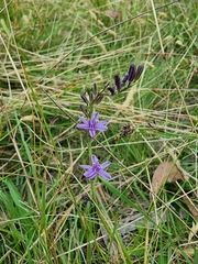 Caesia calliantha