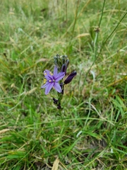 Caesia calliantha