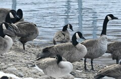 Branta hutchinsii