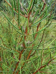 Hakea microcarpa