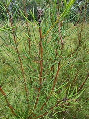 Hakea microcarpa