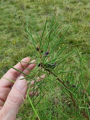 Hakea microcarpa