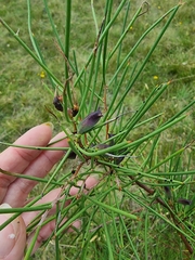 Hakea microcarpa