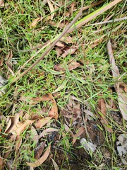 Ottochloa gracillima