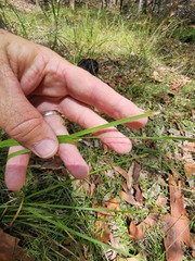 Lomandra multiflora