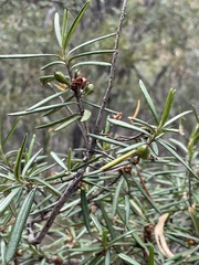 Bertya pedicellata