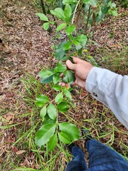 Cyclophyllum coprosmoides