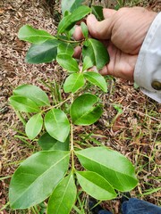 Cyclophyllum coprosmoides