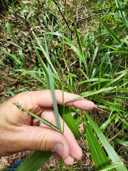 Paspalum