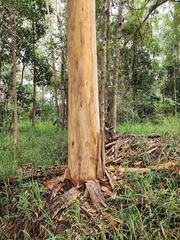 Eucalyptus propinqua