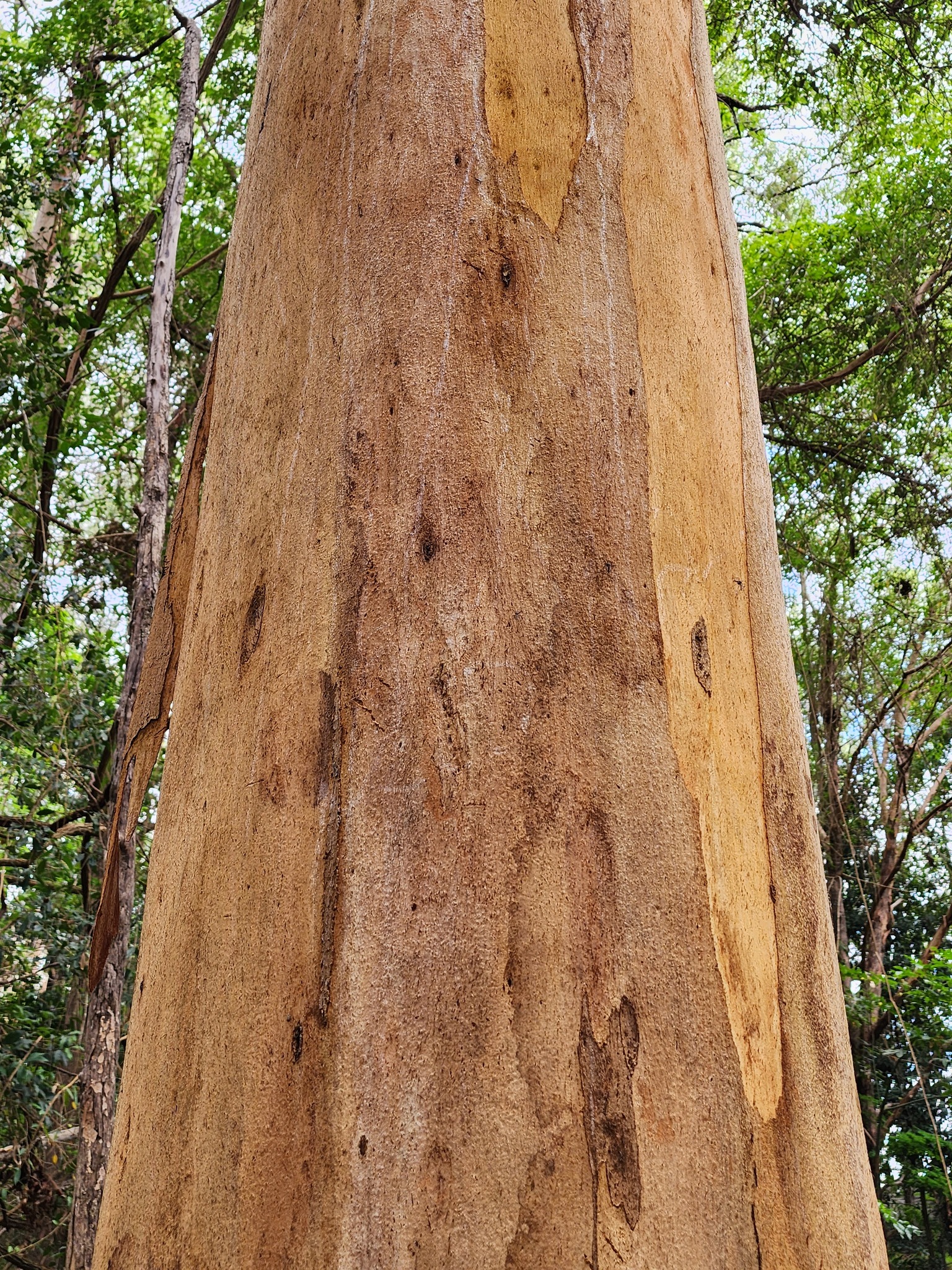 Propogommes à L'Eucalyptus - Laboratoires Apiphly/Apivie - Herboristerie
