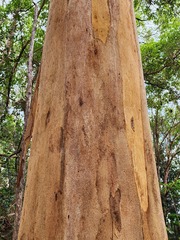 Eucalyptus propinqua