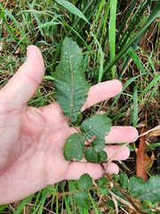 Alectryon tomentosus