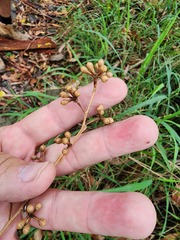 Eucalyptus propinqua