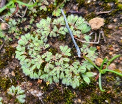 Riccia trichocarpa