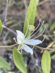 Capparis lasiantha