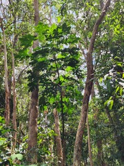 Brachychiton acerifolius