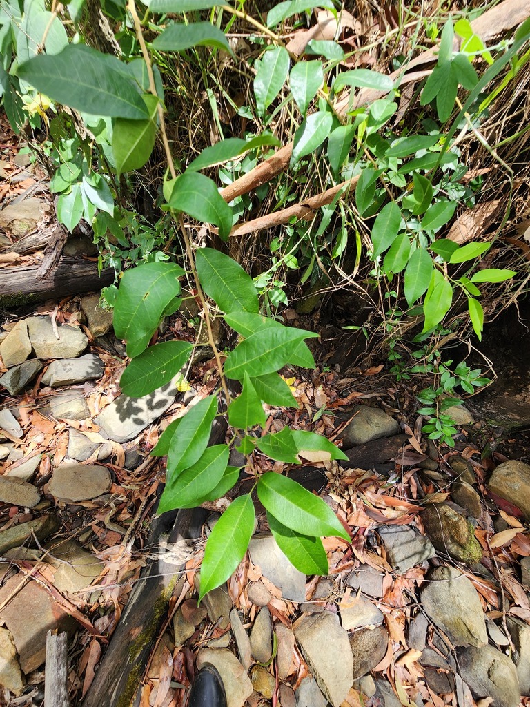 Cockspur Thorn in January 2023 by pcopping_ecp · iNaturalist