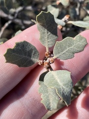 Quercus cornelius-mulleri