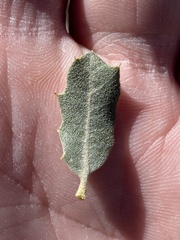 Quercus cornelius-mulleri