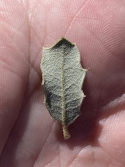 Quercus cornelius-mulleri