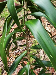 Dracaena