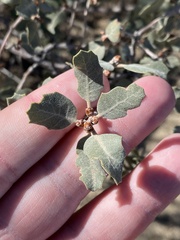 Quercus cornelius-mulleri