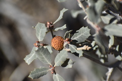 Quercus cornelius-mulleri