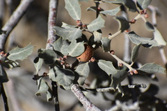 Quercus cornelius-mulleri