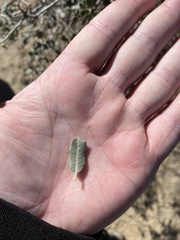 Quercus cornelius-mulleri