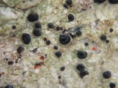 Mycoblastus sanguinarius