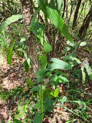 Aristolochia meridionalis