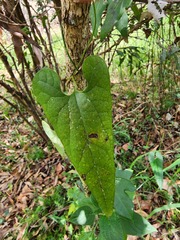 Aristolochia meridionalis