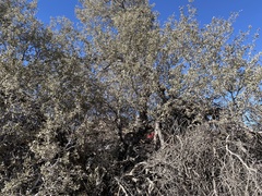 Quercus cornelius-mulleri