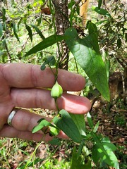 Aristolochia meridionalis