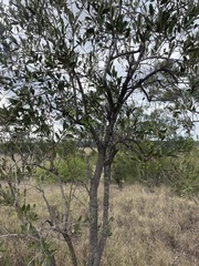 Capparis shanesiana