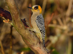 Golden-Cheeked Woodpecker photo 2
