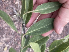 Capparis shanesiana